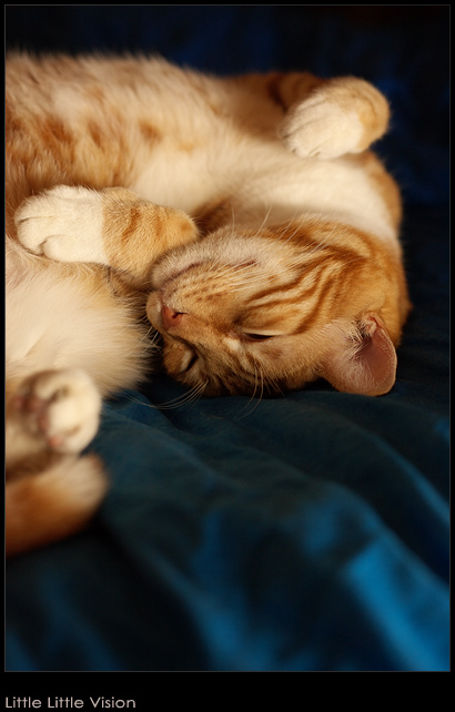 My Cat: Siufu