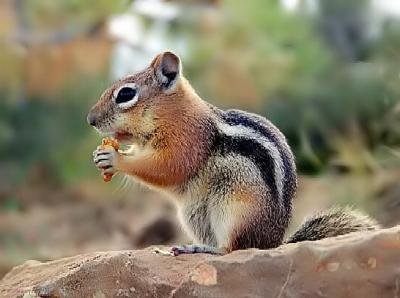 Chipmunk