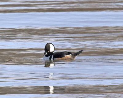 merganser.jpg