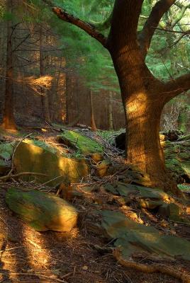 Evening sunshine, Trawscoed, Mountain Ash.