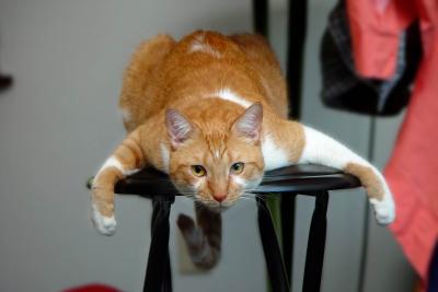 bar-stool-cat.jpg