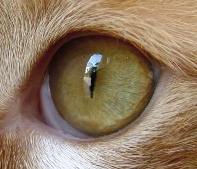 cat eye.jpg
