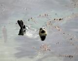 seal in water  .jpg