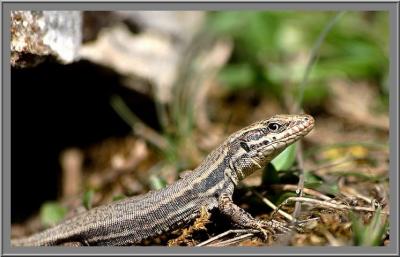 Lzard des murailles