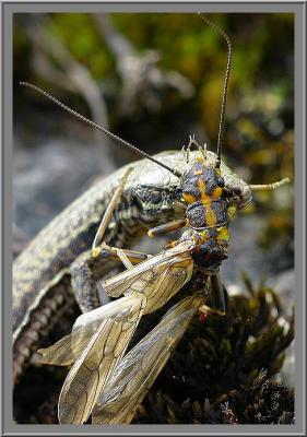 Lzard avec sa proie