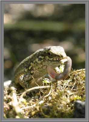 Lzard mange un lombric