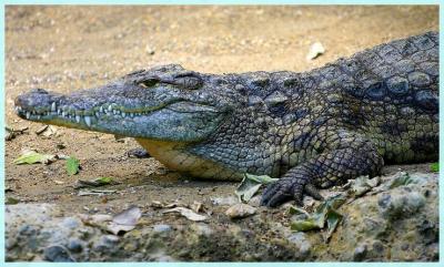 Crocodile