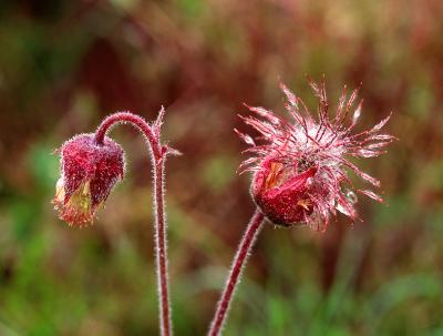 Knikkend nagelkruid (Geum rivale)