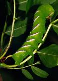 Rups ligusterpijlstaart