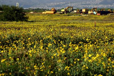 Wildflowers