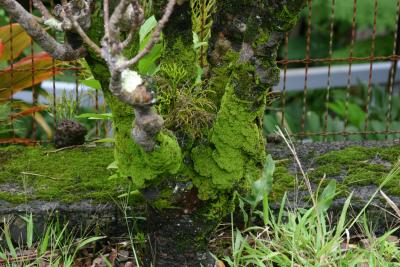Ferns
