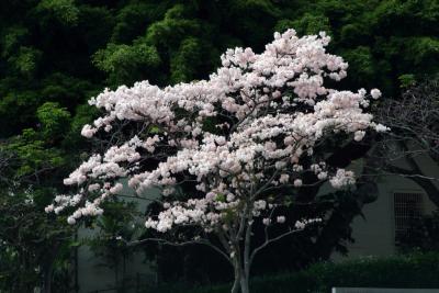 Blossoms