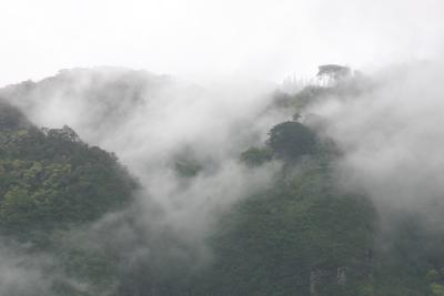 Manoa in the mist