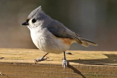 Titmouse.jpg