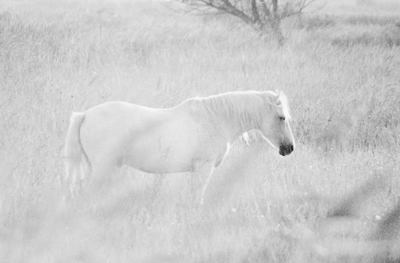 cheval camarguais