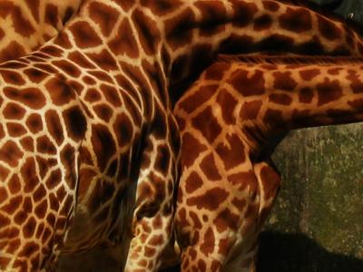 Safari in the east side