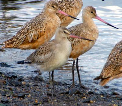 Hudsonian Godwit(with Marbled Godwits)