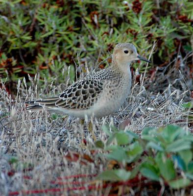 Buff-breasted Sandpiper