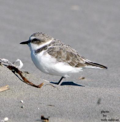 Snowy Plover