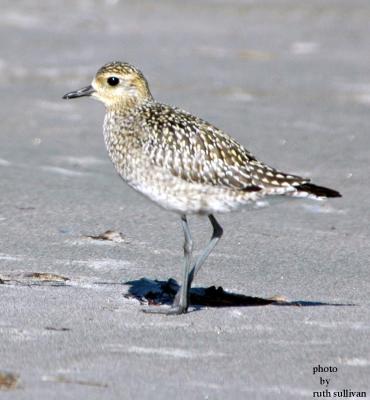 u43/godwit/medium/34333066.PAGP16.jpg