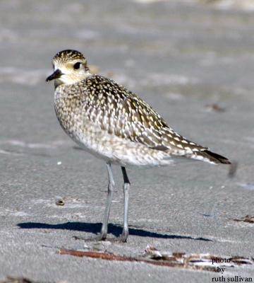 u43/godwit/medium/34333144.PAGP19.jpg