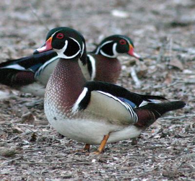 Two male Wood Ducks at ISO 1600