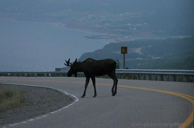 Moose.   Early morning at Pleasant Bay.