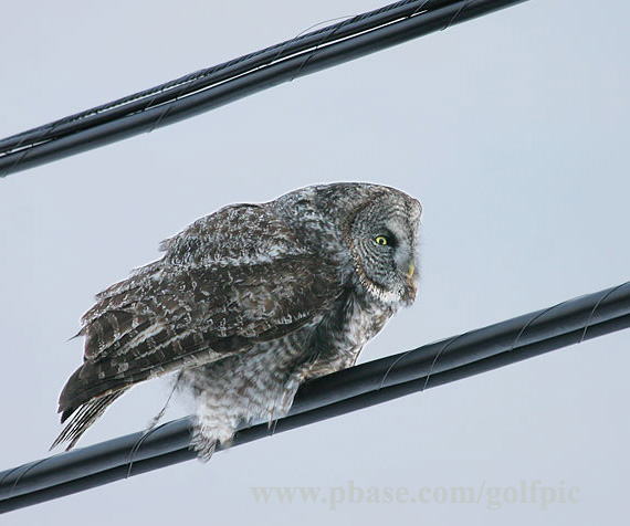 Great Gray Owl