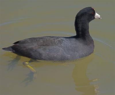 American Coots