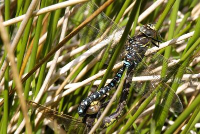 Common Hawkers