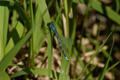 Common Blue Damselfly