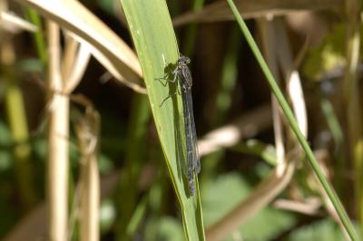 Common Blue Damselfly (female)