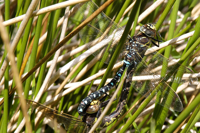 Common Hawkers