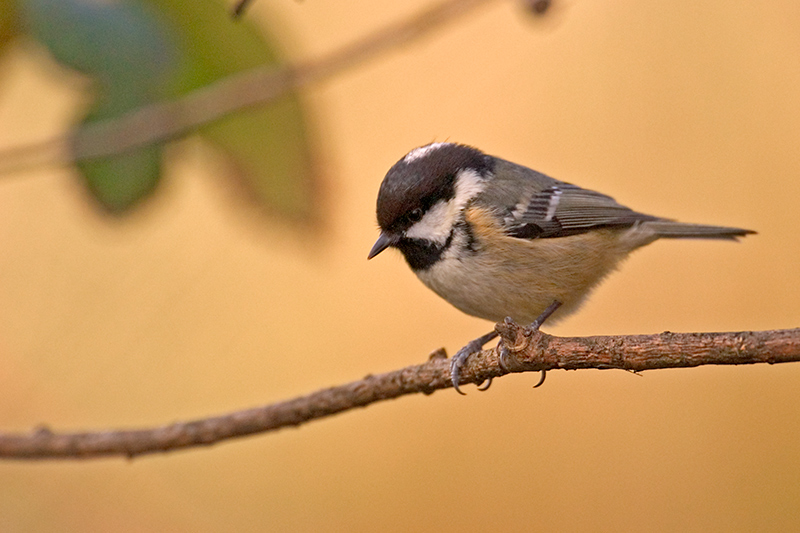 Coal Tit