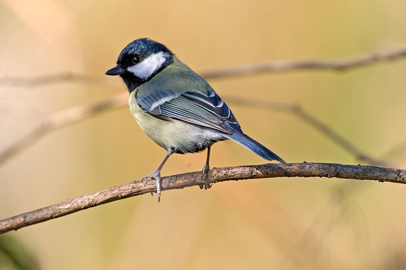 Great Tit
