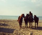 Horses on the beach in Scheveningen