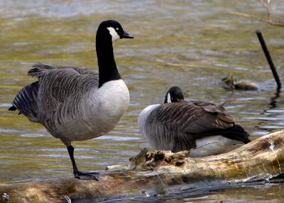 Canada Geese Spring 04.jpg