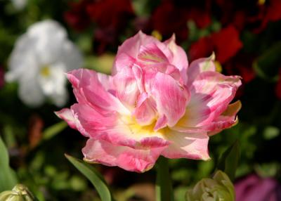 Tulip in the Castle Park Colchester