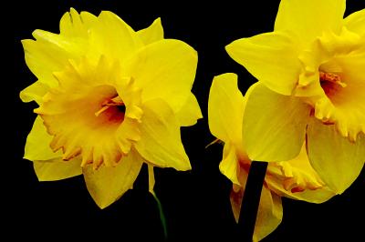 Daffodils 2.jpg