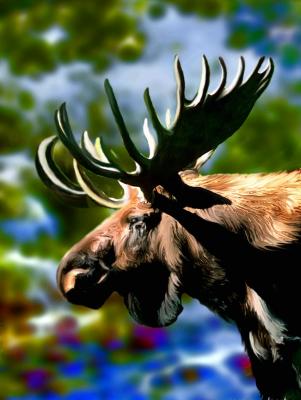 Moose Challenge.jpg