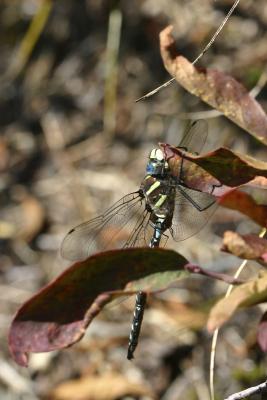 dragon fly