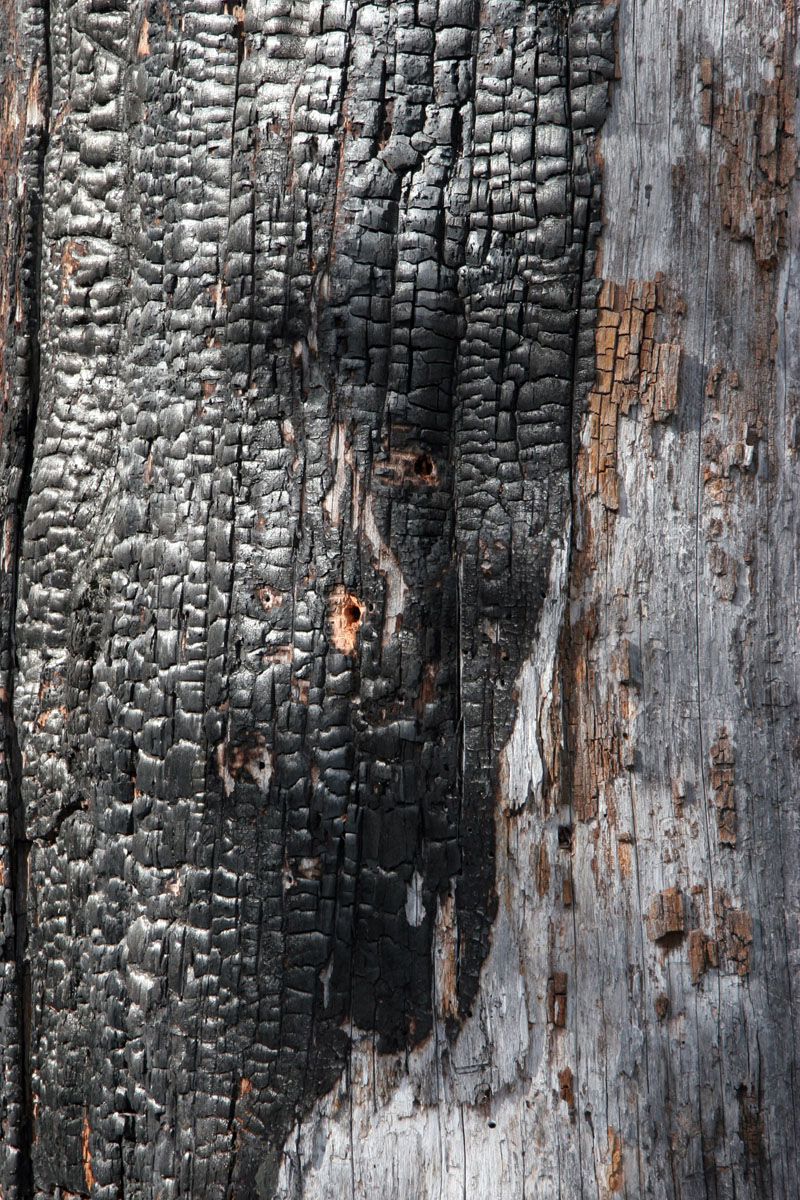 scorched bark