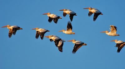 Twilight Flight