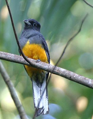 White-tailed Trogon