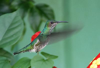 White-necked Jacobin