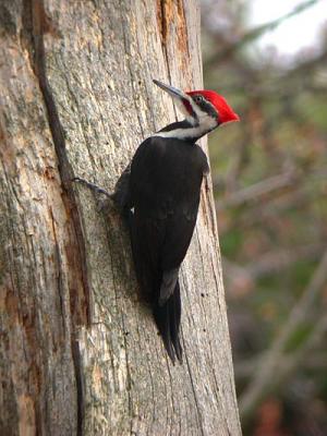 Pileated Woodpecker