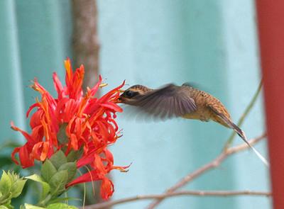 Western Long-tailed Hermit