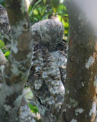 Great Potoo