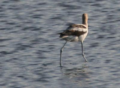 American Avocet