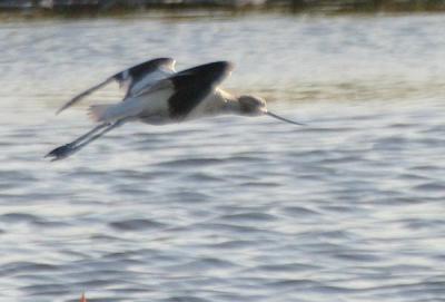 American Avocet